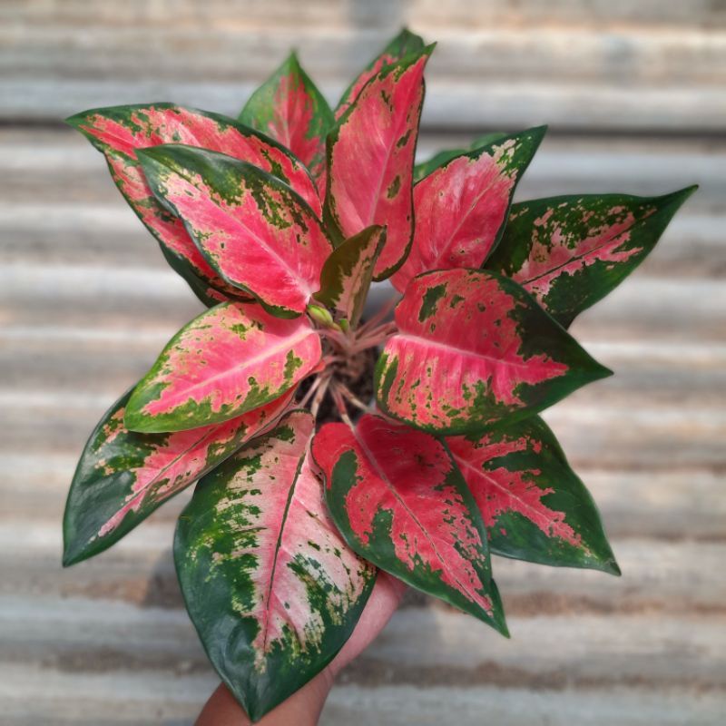 Aglaonema khocin merah / Aglonema khocin merah florist nursery/ Aglonema khocin merah (Tanaman hias 