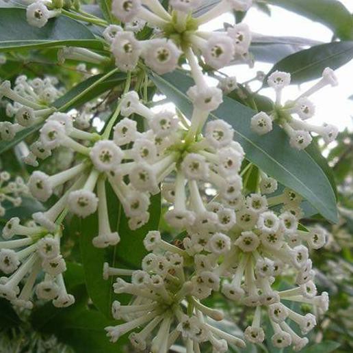 CESTRUM DIURNUM