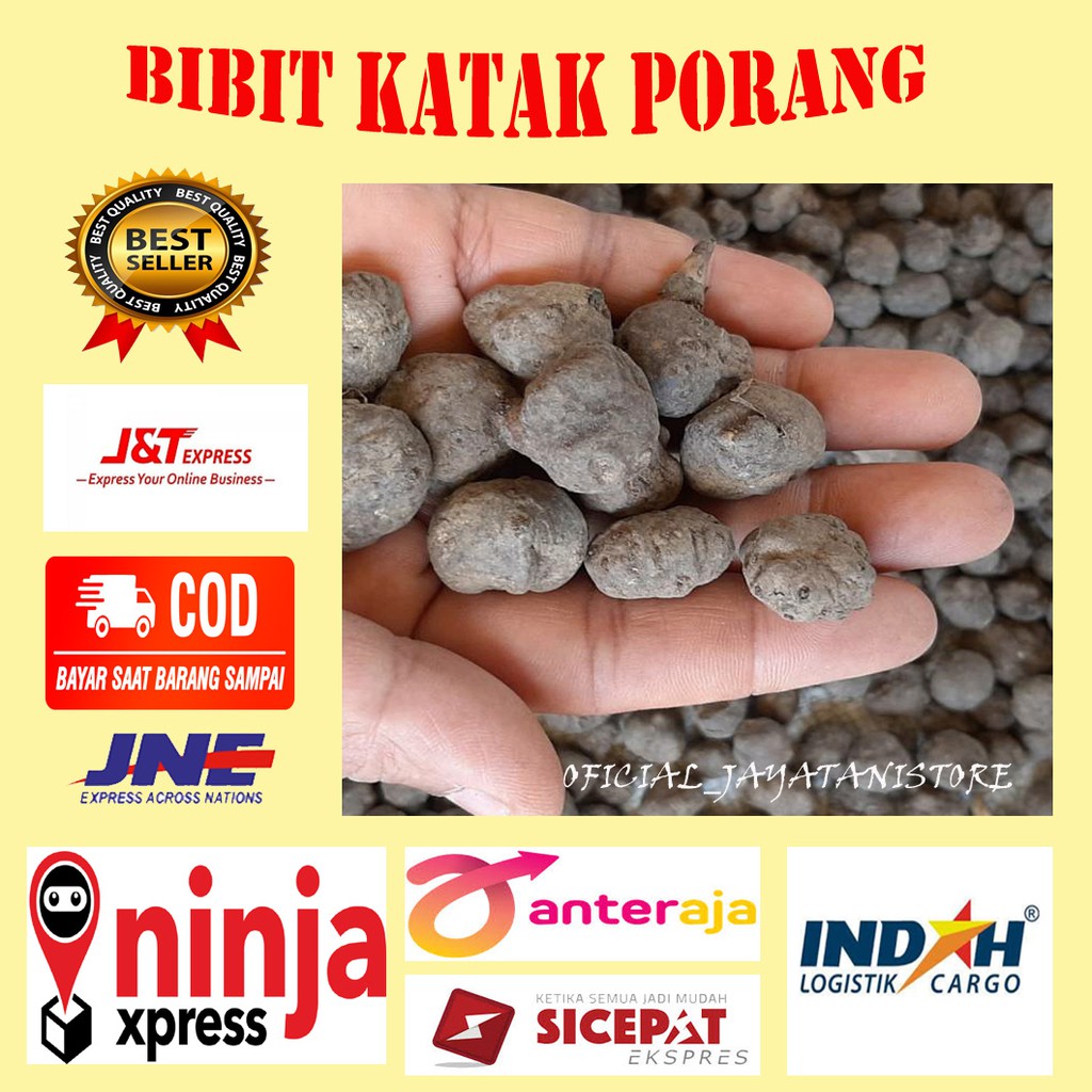 BIBIT PORANG KATAK BENIH KATAK PORANG DORMAN BIJIAN MURAH COD
