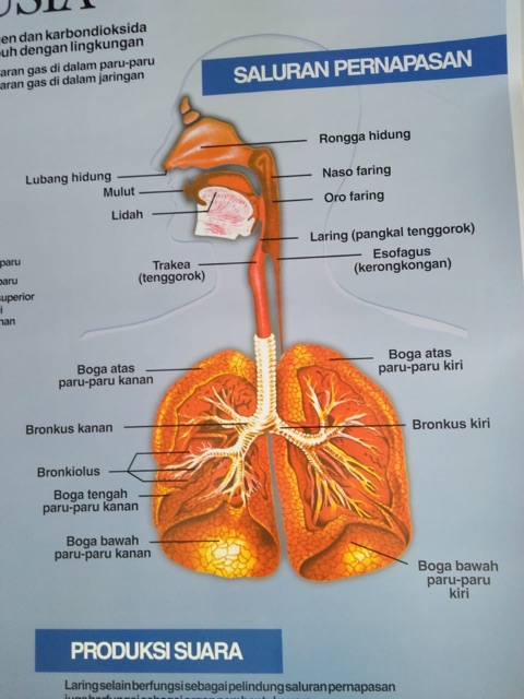 CARTA PERNAFASAN MANUSIA / FOSTER PERNAFASAN MANUSIA / GAMBAR PERNAFASAN MANUSIA / Peraga Pendidikan