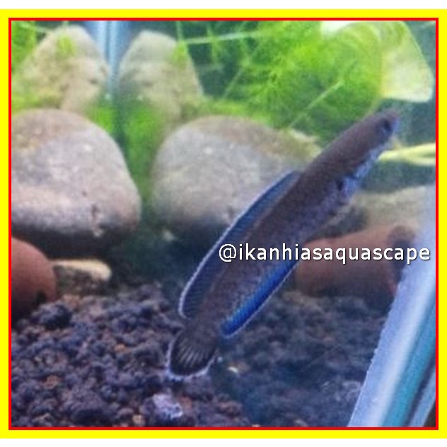 channa andrao 4-5cm Grade A - ikan channa andrao - ikan chana andrao - chana andrao