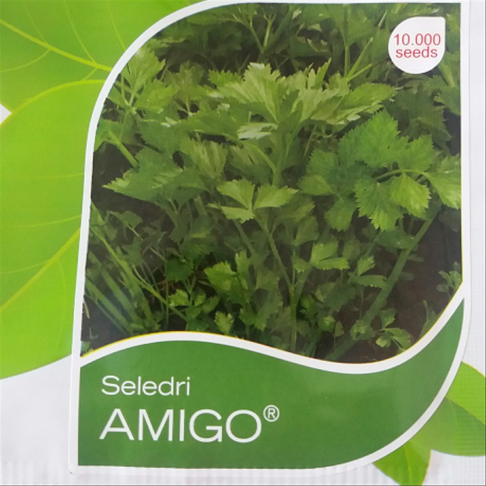 benih seledri amigo
