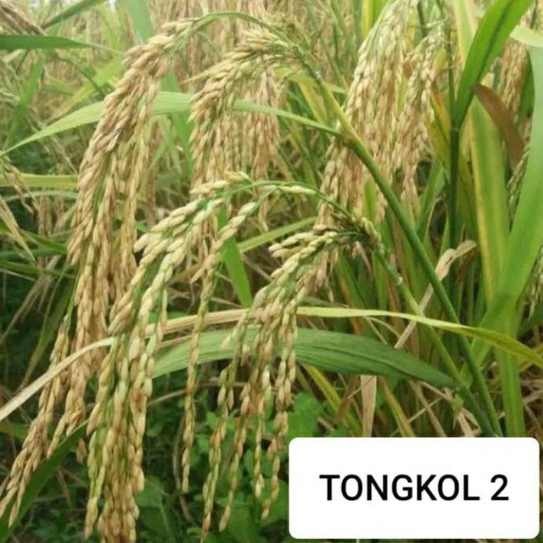 〈N-OCE} 〈➸} COD tongkol2 jumbo benih padi Galur lokal Aceh berkualitas.