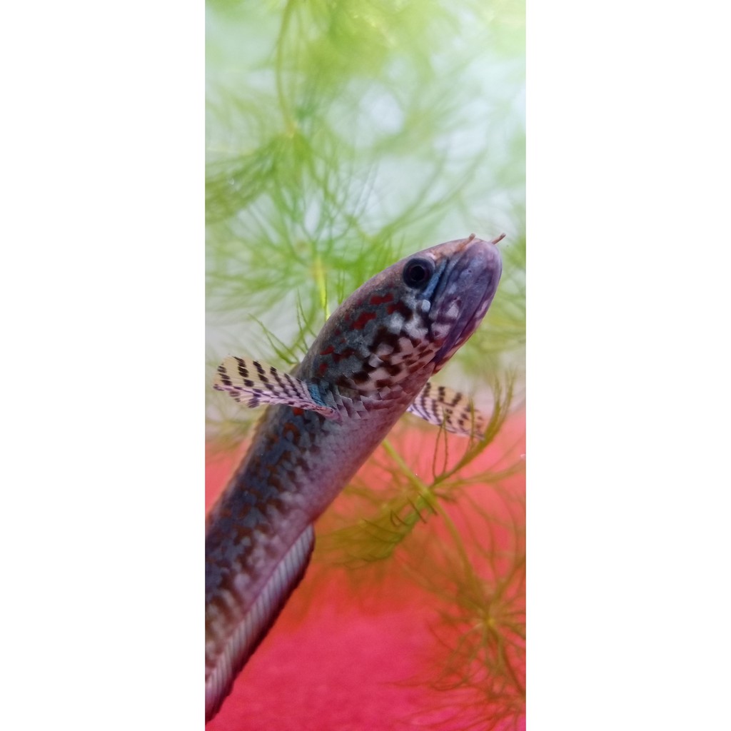 CHANNA BLEHERI 10-12cm