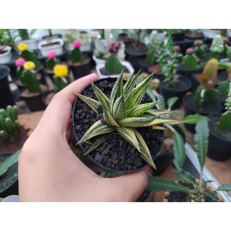 Haworthia Limifolia Variegata