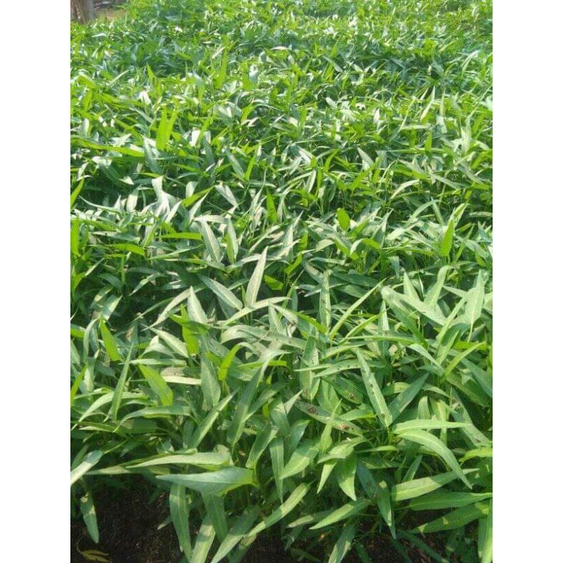 Benih Biji Sayuran Kangkung Mudah tumbuh Benih Unggul Hidroponik