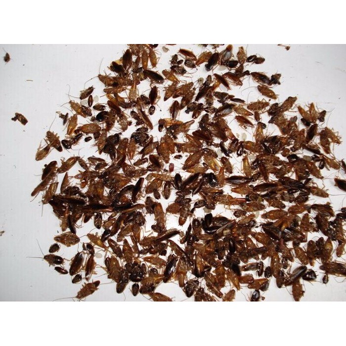 RACUN KECOA MATI SISTEMIK IMPORT MEI ZHANG QING