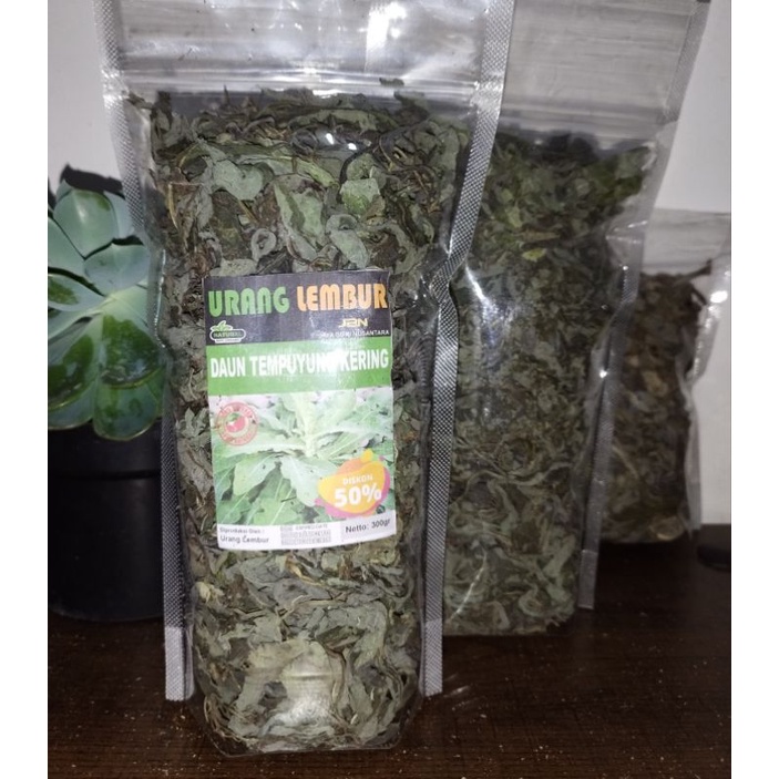 

DAUN TEMPUYUNG KERING 100 GRAM / DAUN CAMAWAK KERING