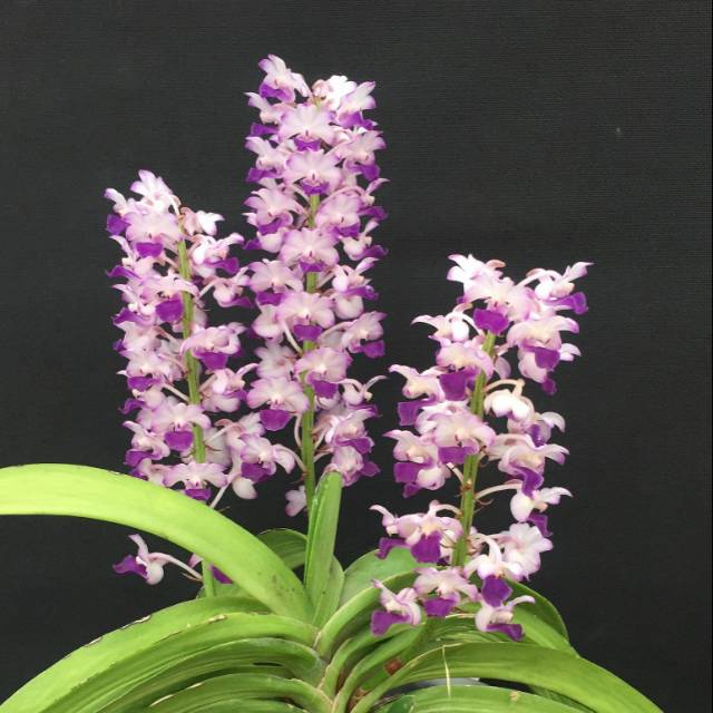Bunga anggrek retusa ( purple pink )