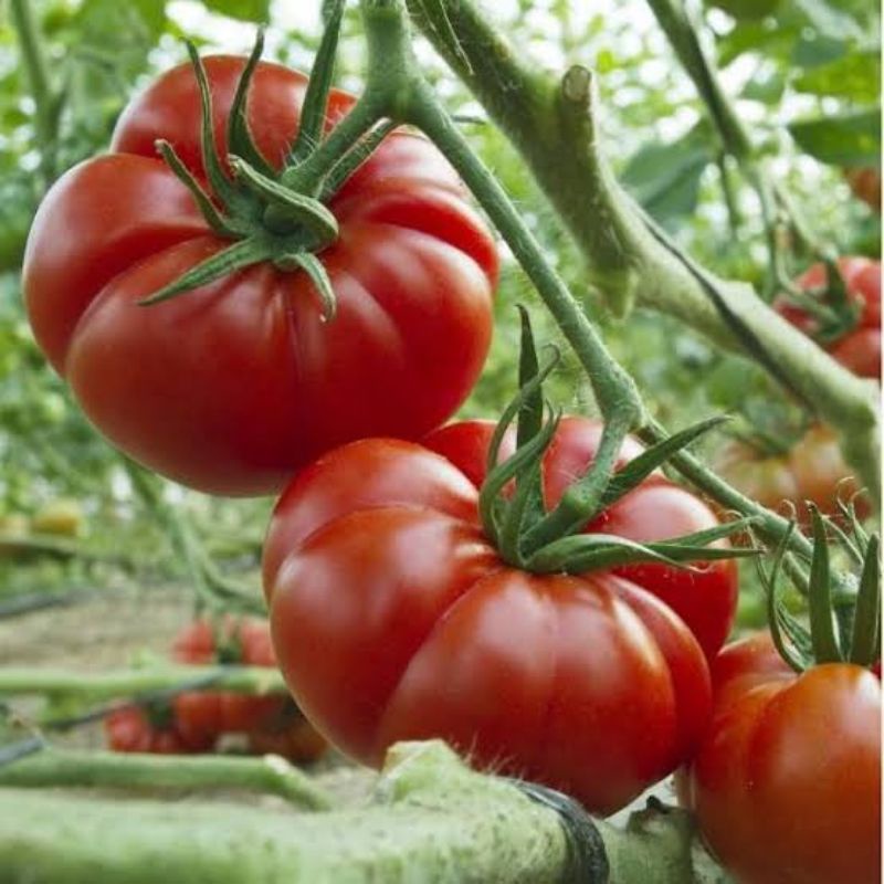 25 Biji - Benih Tomat Unggul Benih Tomat Sayur Tomat Daging Buah Tebal