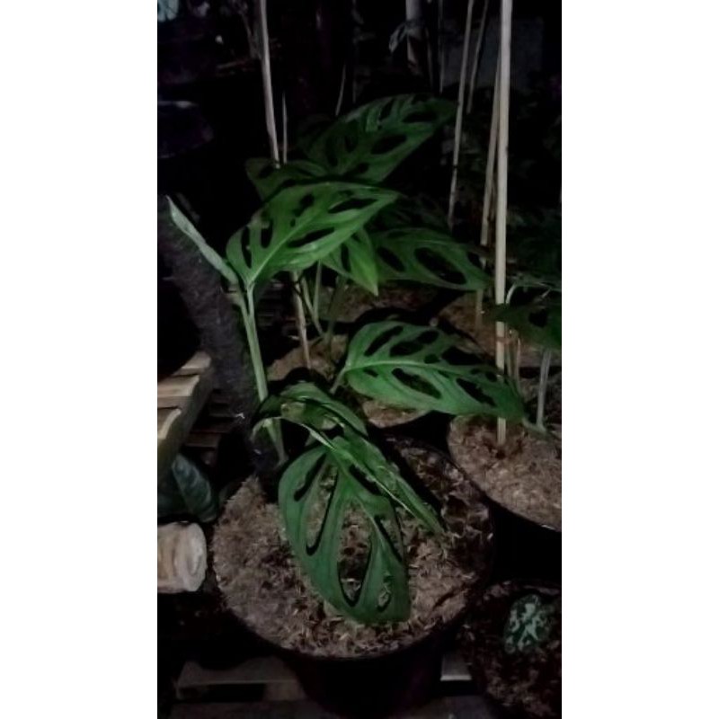 janda bolong(janbol)