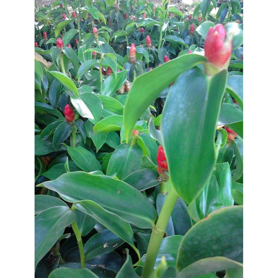 Pacing Pentol/pacing Pentul, Pacing bunga pink juga ada