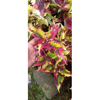 miana rainbow Three color