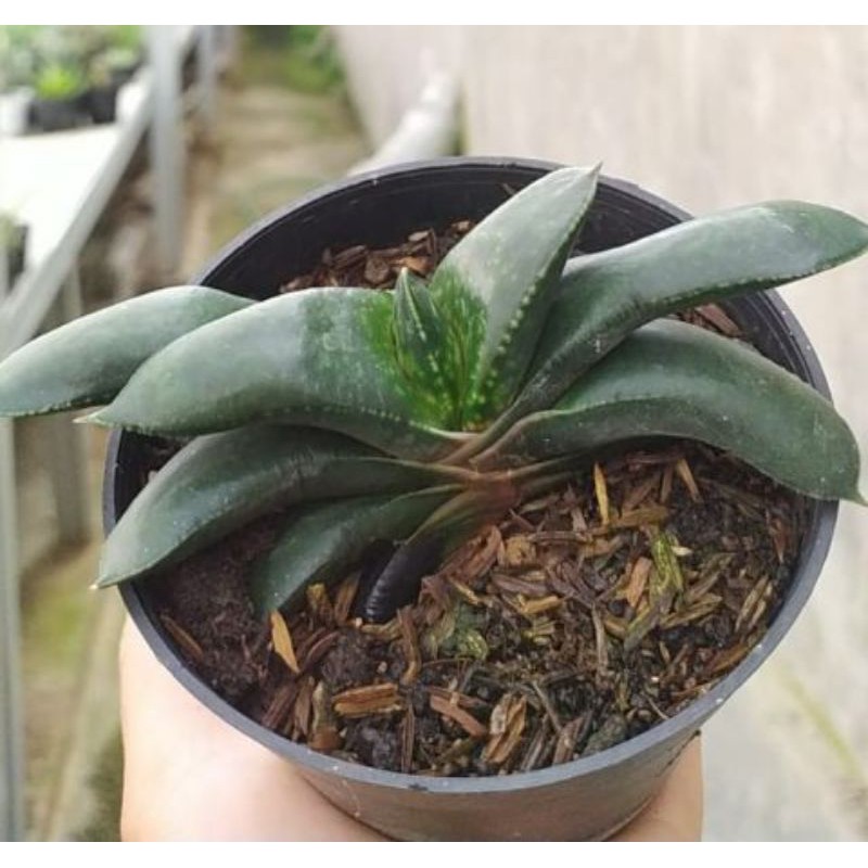 gasteria