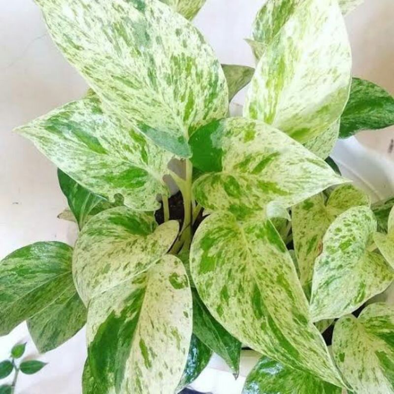 Sirih Gading Putih / Sirih Varigata