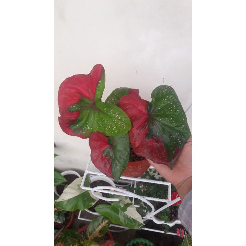 caladium baret