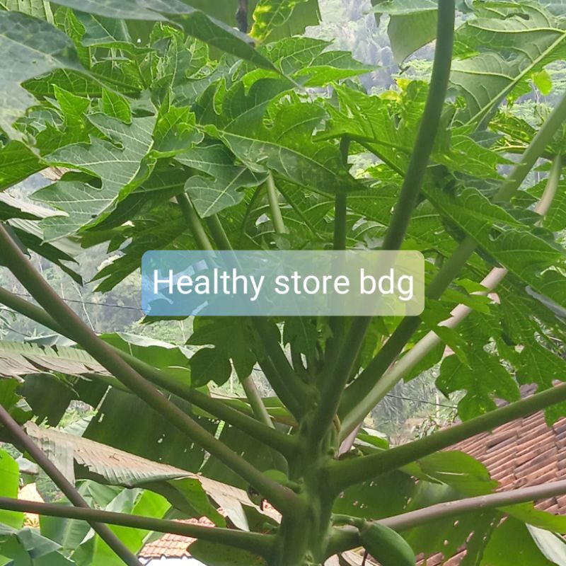 

Daun pucuk dan batang pepaya muda untuk lalapan 1 kg