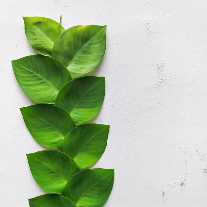 Tanaman Dolar Rambat, Tanaman Bunga Merambat, Tanaman Hias Merambat