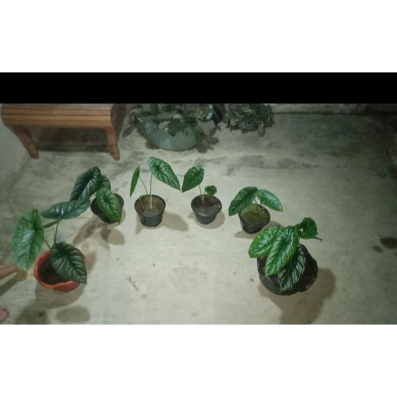 alocasia puncak borneo / Borneoensis Rawatan