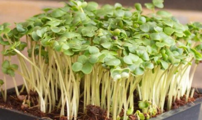 Benih-Bibit Microgreen Brokoli Mild Flavor Organik (Haira Seed)