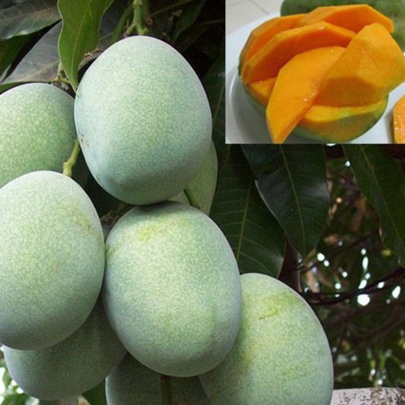 

bibit mangga manalagi batang jumbo