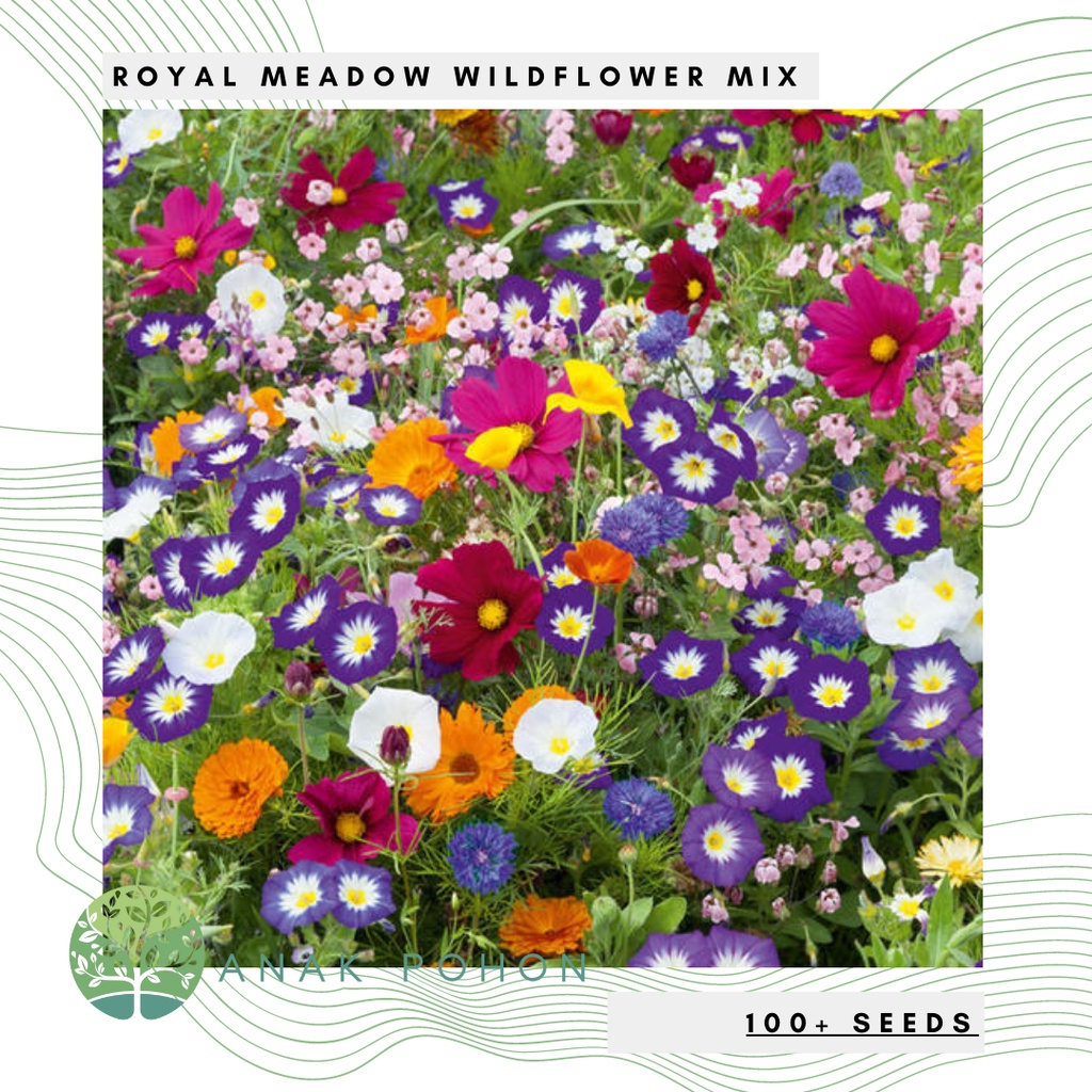 Paket Benih Bunga Royal Meadow Wildflower Mix Seeds (100+ SEEDS)