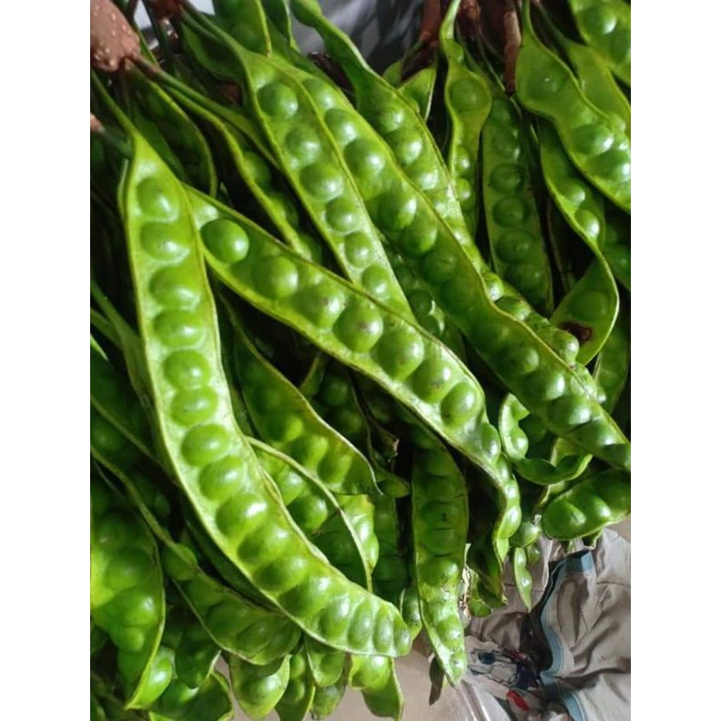 

petai,patai jual perikat(per 5 batang)