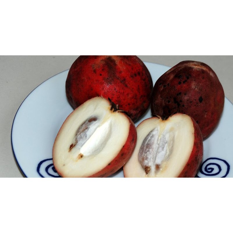 

Buah Bisbul Buah Mentega LANGKA