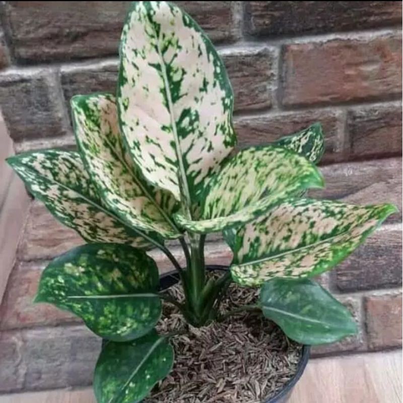 Tanaman Aglonema Ruby ciangmay - aglonema Ruby ciangmai