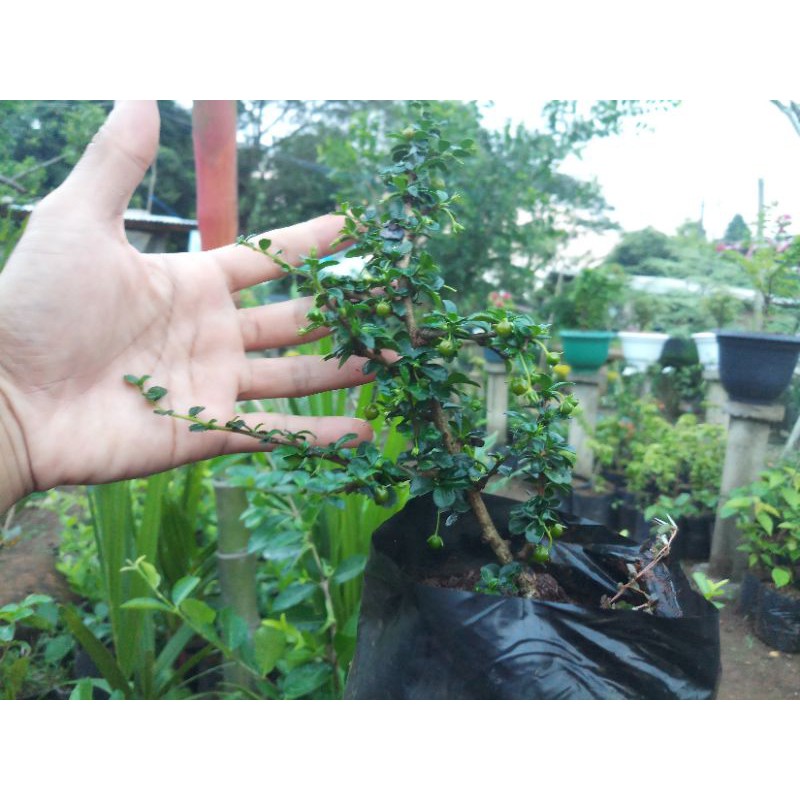 hokiantea bahan bonsai