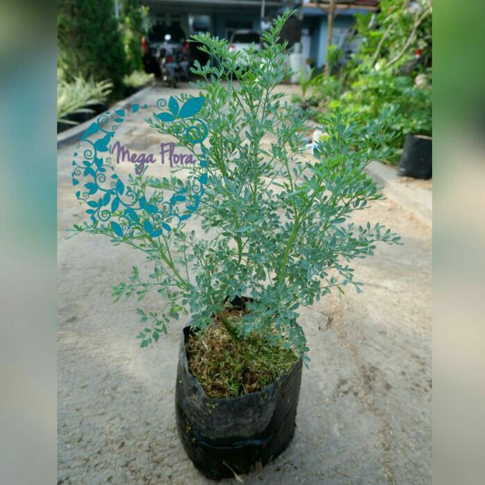 Tanaman Inggu Ruta Graveolens Daun Herbal Obat Bibit