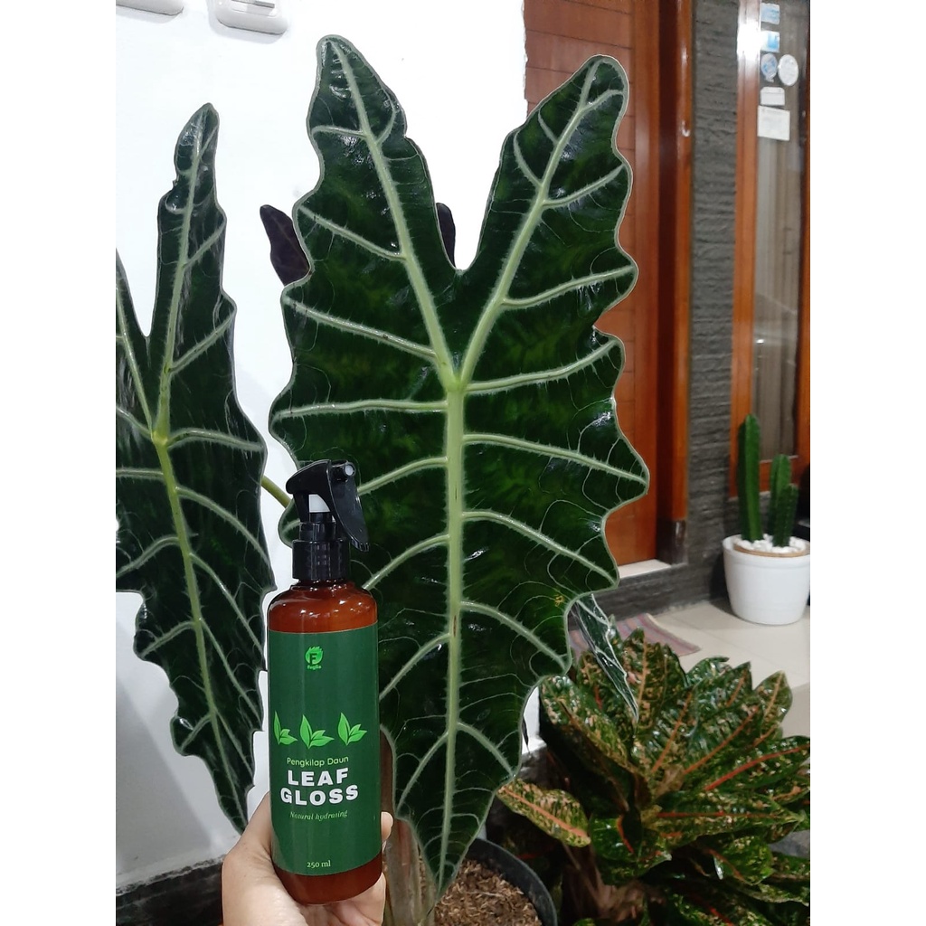 Foglie Pengkilap Daun dan Pelindung Daun - Semir Daun Spray | Leafshine 100 ml