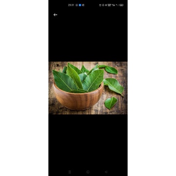 

Daun salam kering/basah (10 helai)/ bahan dapur/bumbu dapur/rempah