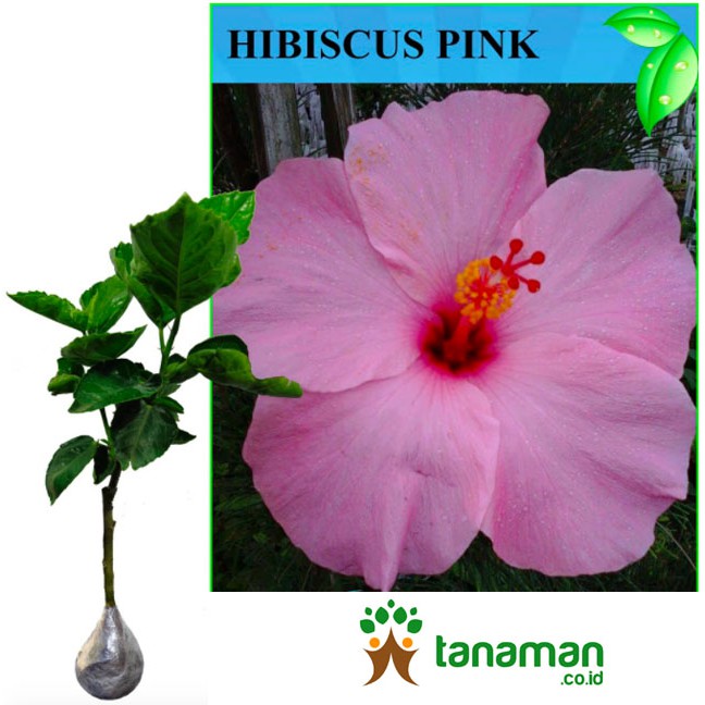 Bibit Bunga Tanaman Hibiscus Pink