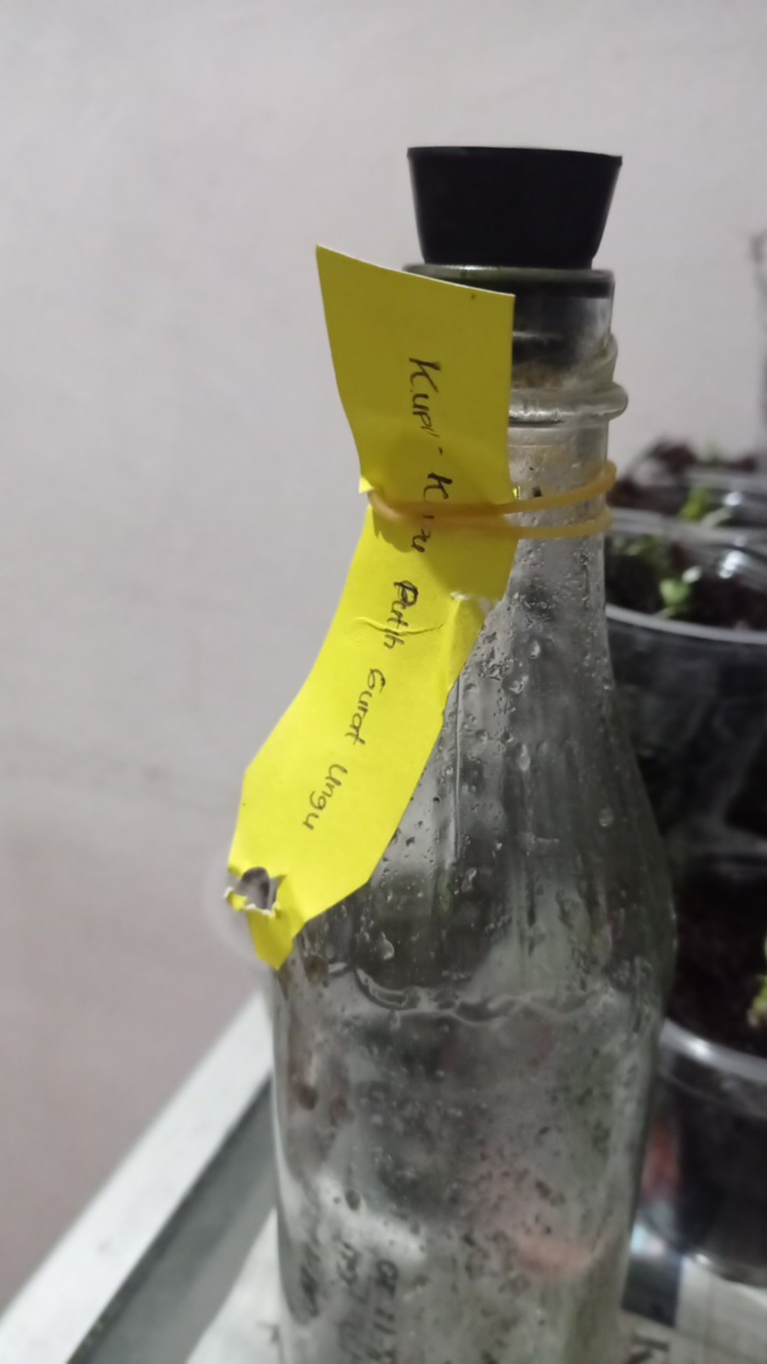 Bibit Bunga Anggrek Bulan Phalaenopsis Anggrek Botol