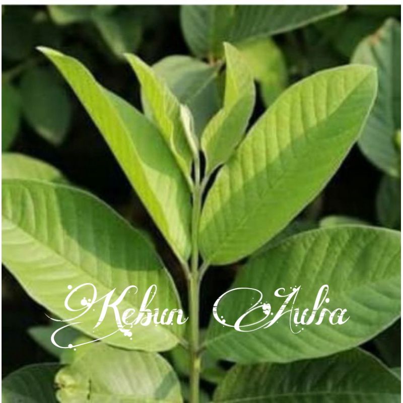 

Daun jambu biji segar 300gram