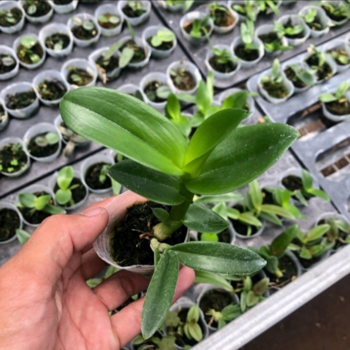 Seedling Anggrek Dendrobium Hybrid DD Purple - Tanaman Hias Anggrek