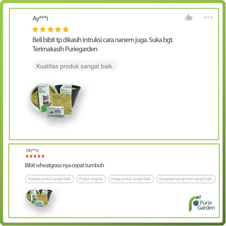 Purie Garden Paket Lengkap Rumput Kucing Wheatgrass Rumput Gandum PG SBY