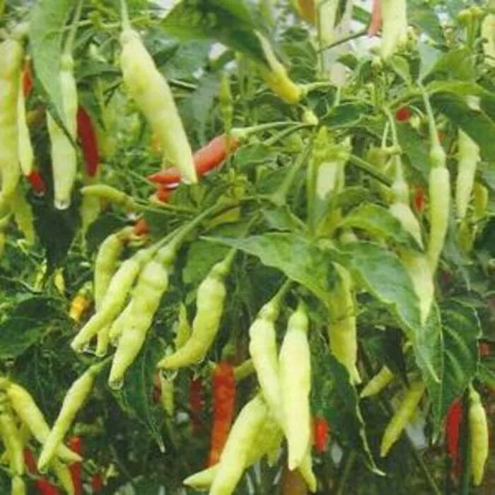 Biji Cabe Rawit Putih Merunduk - Bibit Tanaman Cabe Rawit Putih Hot Pepper Chili Seed - Rawit - COD