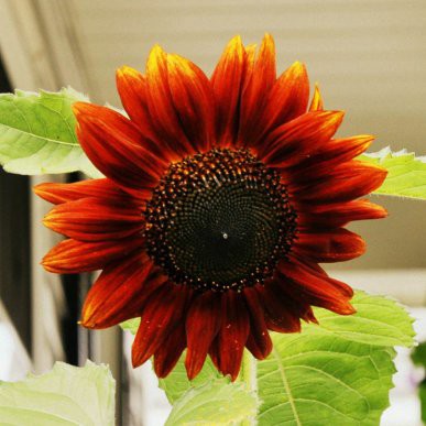 15butir biji benih bunga  matahari  red velvet  sunflower 
