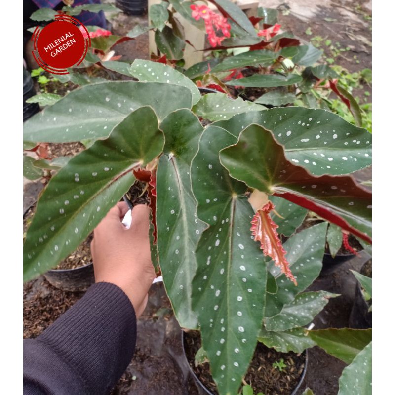 TANAMAN HIAS BEGONIA POLKADOT WING INDUKAN - MILENIAL GARDEN