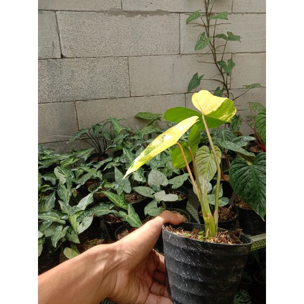 philodendron burlemarx