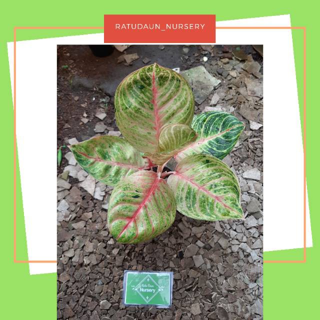 MOONLIGHT BESAR  (AGLONEMA/AGLAONEMA) TANAMAN HIAS SRI REJEKI IMPORT