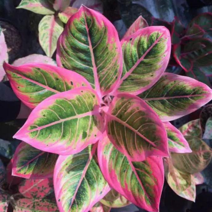 Aglonem Lotus Delight - Tanaman Hias Aglonema Lotus Delight Mawarolshop1