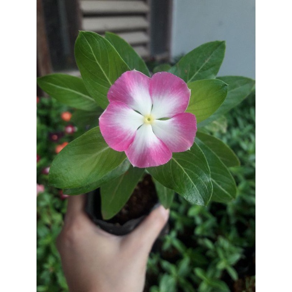 Vinca Nirvana White Splash