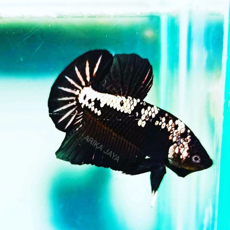 jantan black samurai mamba cupang hias betta laga murah ecer grosir