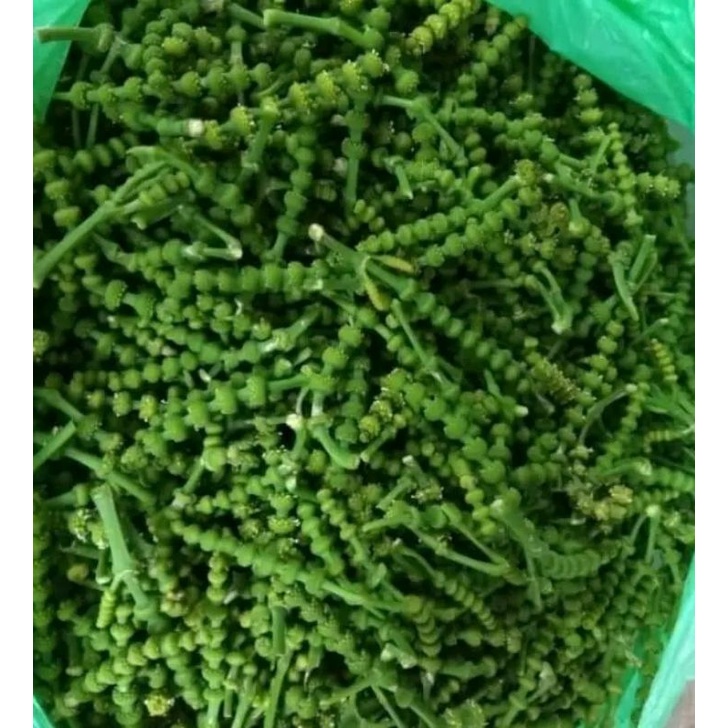 uceng melinjo 15000/450g