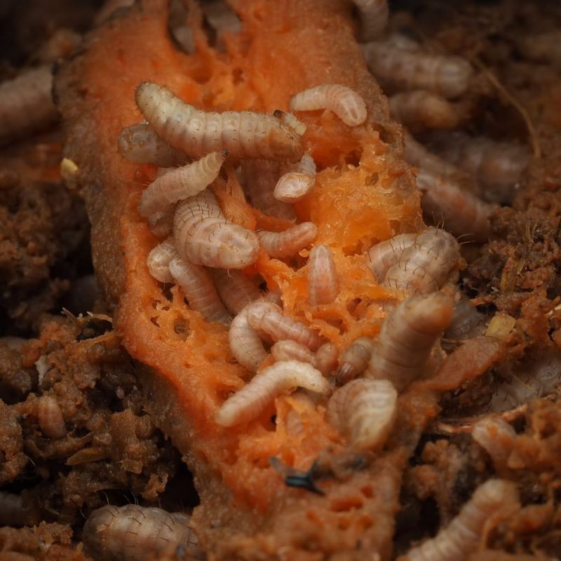 maggot BSF, maggot fresh