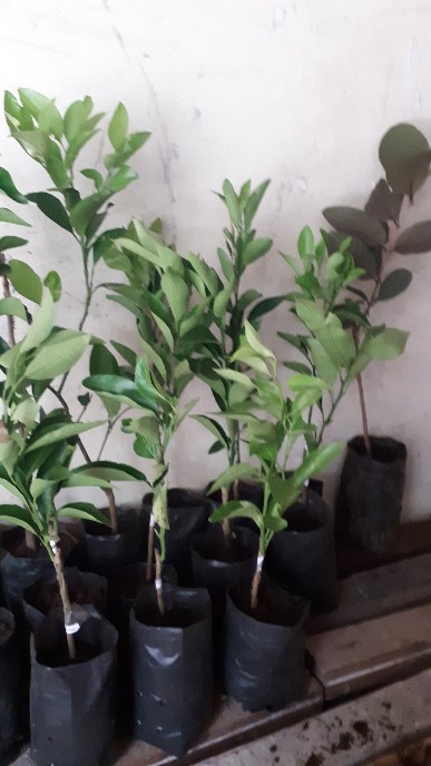 Bibit Jambu Australia