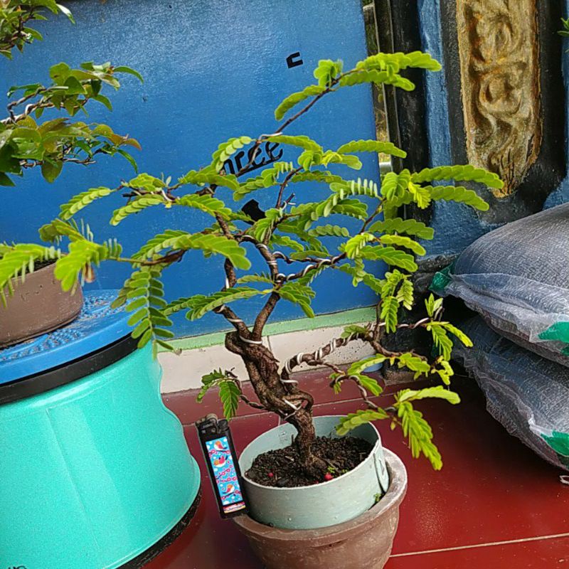 bonsai asem jawa